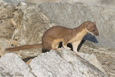 Long Tailed Weasel ‘in Disguise Feathered Photography