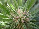 Marijuana Plant Budding Images