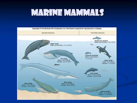 Ppt Marine Mammals Powerpoint Presentation Free Download Id1444340