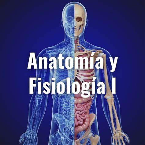 Anatomía Y Fisiología Humana By David Le Vay Ebook Scribd Ph