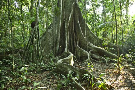 Bosque el descanso cuenta con 1 cama doble, 4 camas camarote, baños, aire acondicionado, tv. El bosque tropical y la selva amazónica - Envol Vert