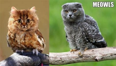 Meowls Are A Gorgeous Catowl Hybrid That The Mad Scientists Of The