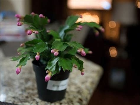 Learn the differences between thanksgiving and christmas cactus and how to get them to bloom. Watering Christmas Cactus The Right Way | Indoor Garden ...