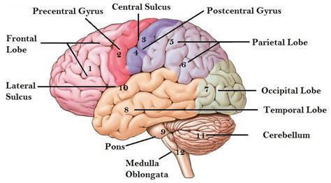 Major Functional Areas Of Human Brain Download Scientific Diagram