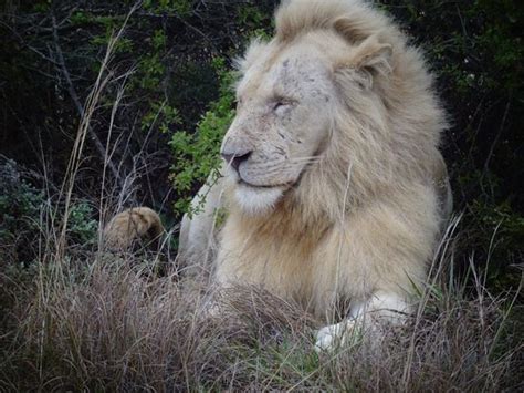 Majestic White Lion Picture Of Pumba Private Game Reserve