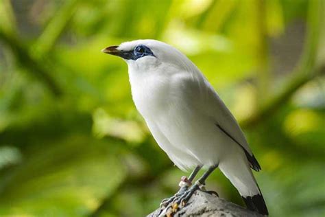 Therefore, indonesian governments want to protect them, thus they make a list of indonesian endangered animals. Beautiful Birds of Indonesia - Bali Safari Marine Park