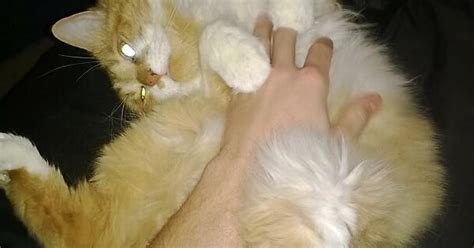 Reddit I Think Youre Finally Readymeet Stan The Only Cat Who Loves Belly Rubs Imgur