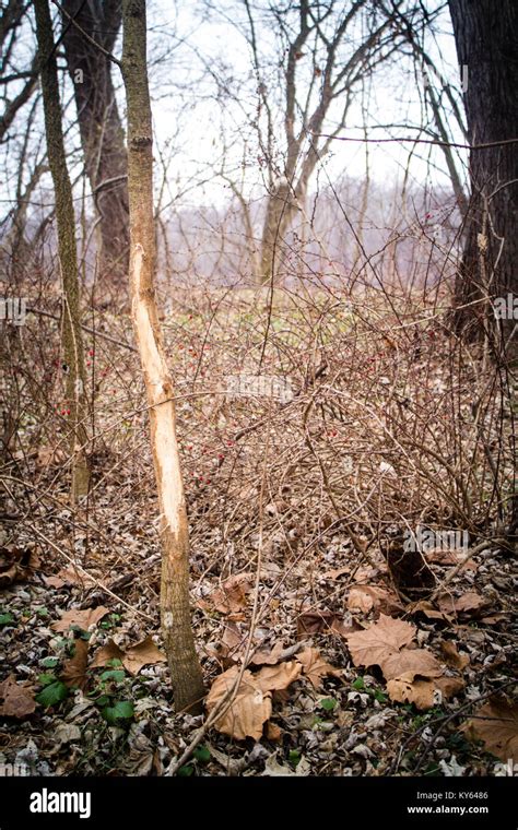 A Whitetail Deer Buck Rub On Small Sapling Trees Stock Photo Alamy