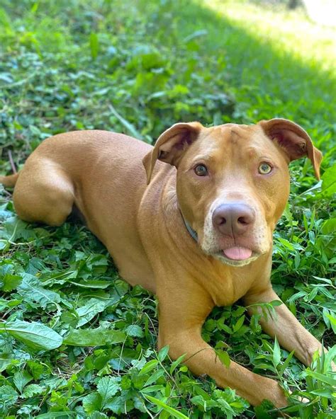 Vizsla Pitbull Mix Breed Info Traits And Facts With Pictures