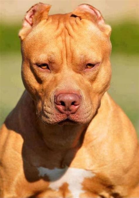 Chocolate Red~nosed Pitbullwhat A Beautiful Dog
