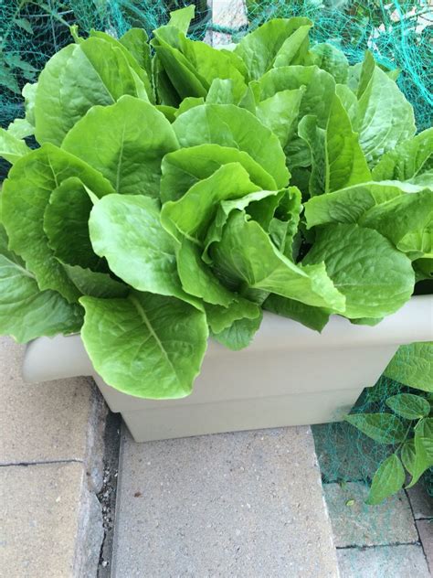 Giant Caesar Lettuce Growing In Container 25 Months Old 2016 5 Month