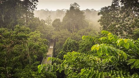 10 Reasons Why You Must Absolutely Visit Borneo Worldatlas