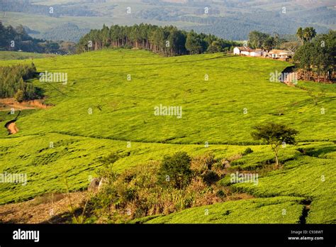 Malawi Thyolo Satemwa Tea Estate Tea Bushes Cloak The Landscape At