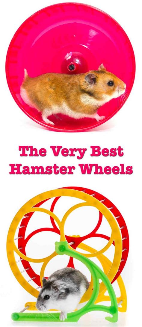 Best Hamster Wheel The Top Hamster Wheels Reviewed