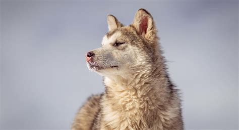 New Research Shows How Wolves Survived Pleistocene Extinction The Fulcrum