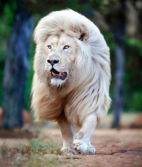 Please Look At This Rare White Lion And His Majestic Mane Metro News