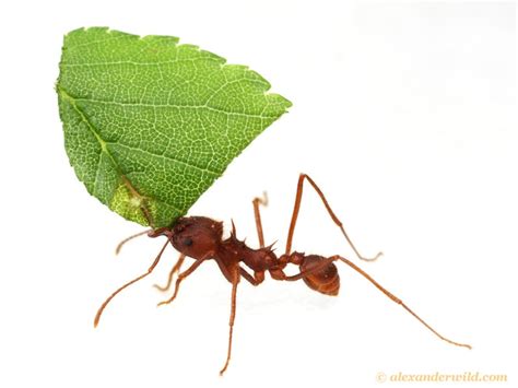 How Leafcutter Ants Evolved From Farmers Into Cows