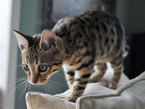 That includes vets, cat sitters, and groomers. F3 Archives | Page 3 of 7 | Select Exotics - Savannah Cats