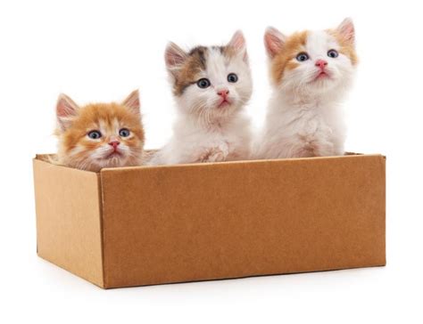 Where To Adopt Kittens For Free Lovetoknow