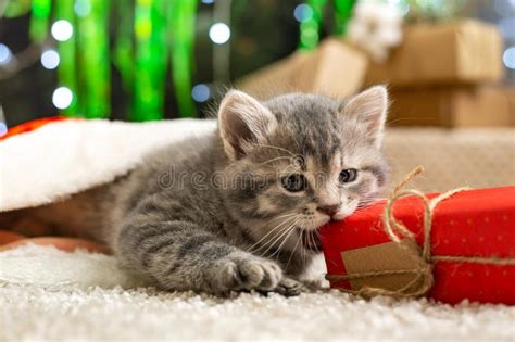 christmas cat play with t beautiful little tabby kitten kitty cat in red santa claus hat