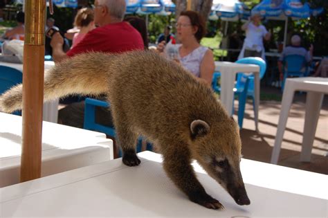 Review Of Animals In Cancun That Look Like Raccoons Ideas