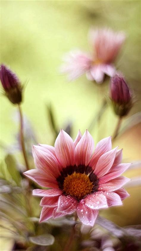 Free Download Iphone 5 Wallpapers Hd Cute Beautiful Flowers Iphone 5