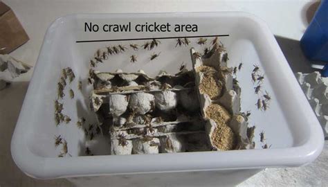 If the temperature in the tank is too cold, crickets will die and eat each other. The Mega Keeper Cricket Pen is ideal for housing, keeping and dispensing live crickets ...