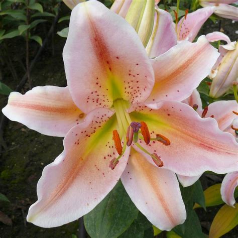 Lilium Salmon Star Pack Of 3 From Park Seed