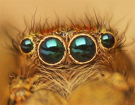 Fileflickr Lukjonis Eyes Of Jumping Spider Marpissa Radiata