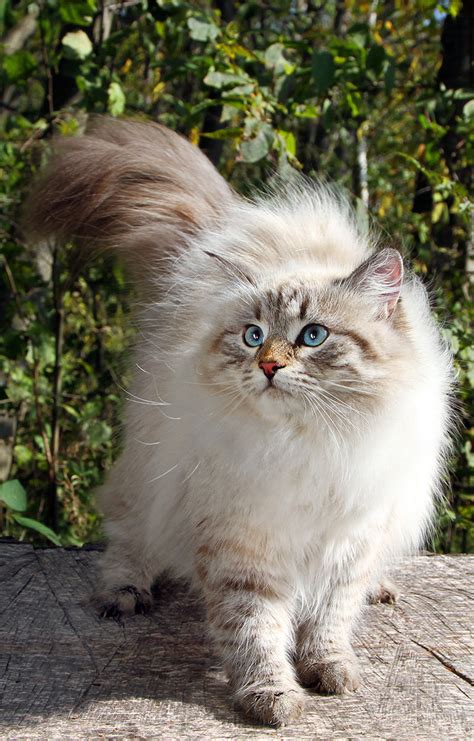Siberian Cat A Complete Guide To The Unique Siberian