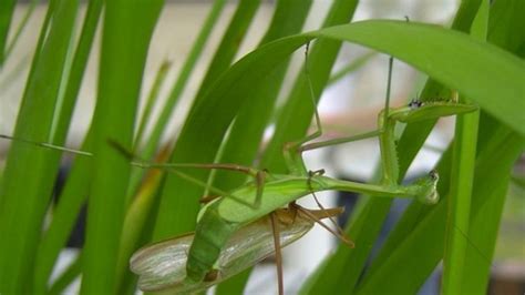 Starving Female Mantises Eat Males Without Having Sex First Iflscience