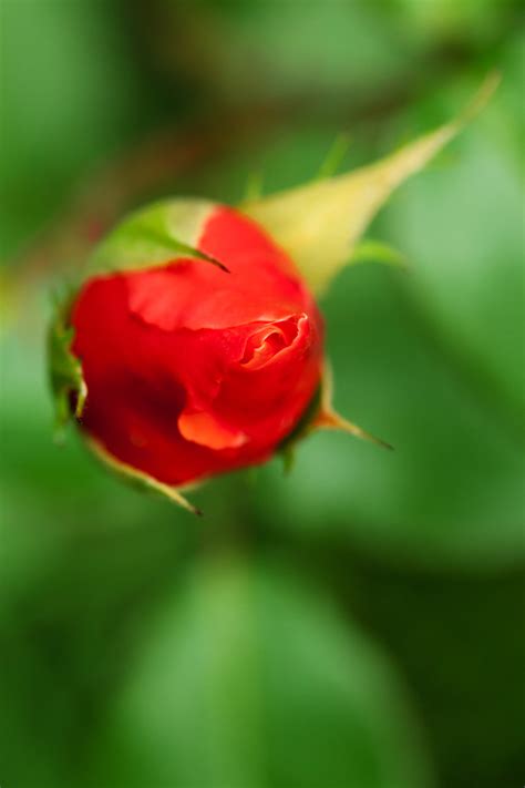 Red Rosebud Free Stock Photo Public Domain Pictures
