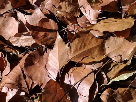 Brown Autumn Leaf Wallpapers Wallpaper Cave