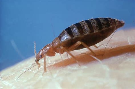 Holidays Bed Bugs Growing Threat In Hotel Rooms And On Flights