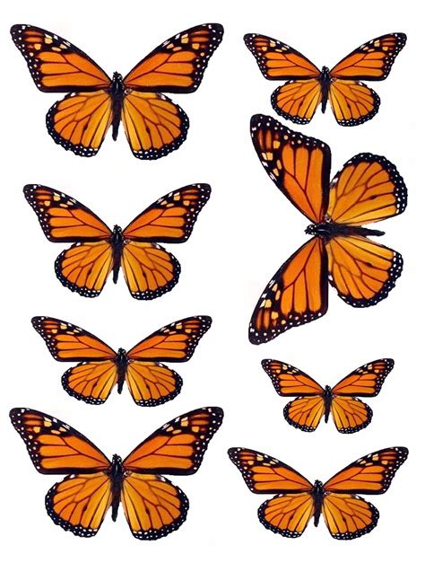 Mariposas Monarca Dibujos De Mariposas Mariposas Pinturas De Mariposas