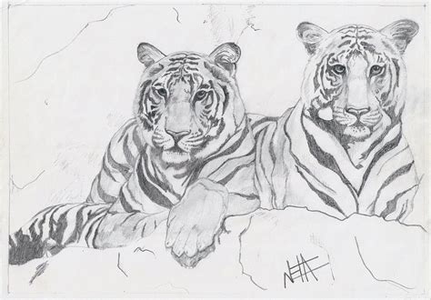 Two Tiger Cubs Drawing By Neha Jawale