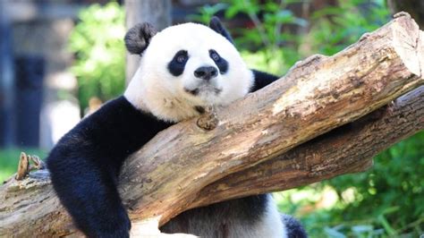 Giant Pandas No Longer Endangered Species City Voice Newspaper