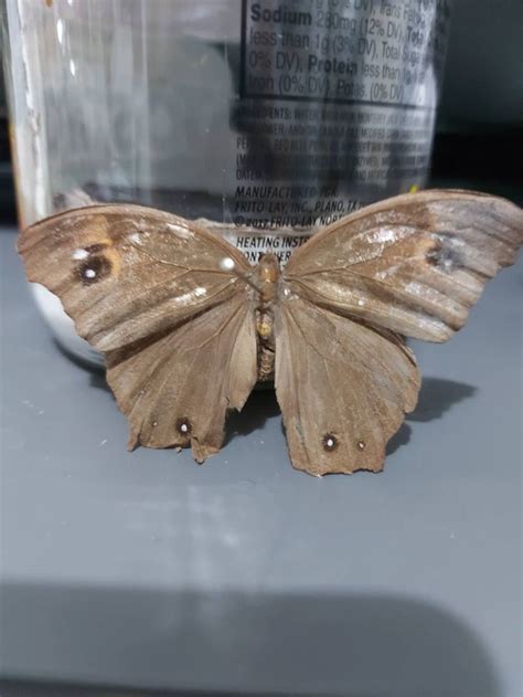 Camouflage Of Moths Moths Actively Seek Out Best Hiding Places In 2022 Moth Natural