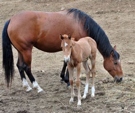 How Horses Have Babies Best Horse Rider