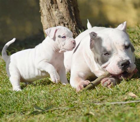 All of our xxl pitbull breedings are specifically planned to ensure we produce the most exceptional puppies every litter. American Bully XL Puppies Puppy for sale,XXL bully pitbull ...
