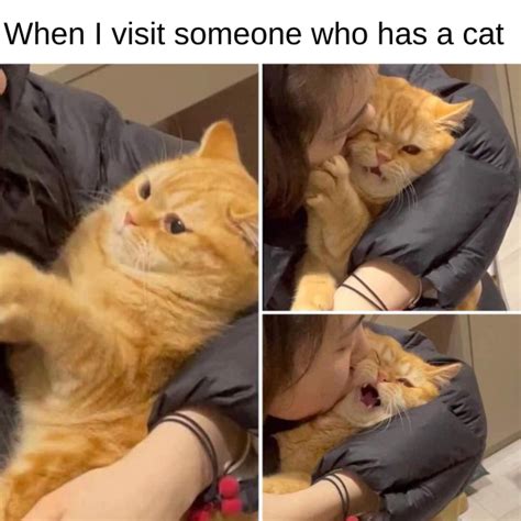 10 Cat Memes To Make Your Day More Pawsitive