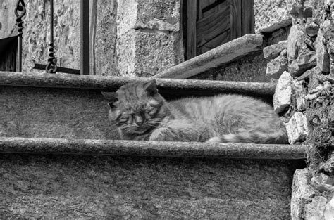 Sleepy Cat Christopher Field Flickr