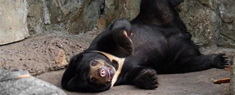 Sun Bears Just Joined A Short List Of Animals With A Weird And Complex