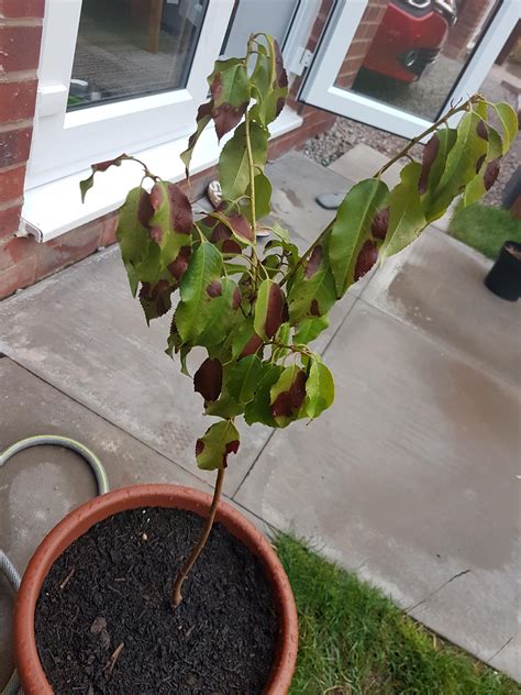 Whats Wrong With My Cherry Blossom Rgardening