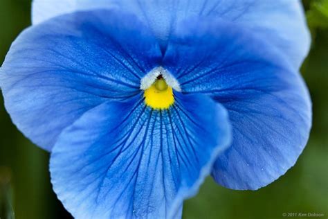 Blue Pansy Blue Pansies Pansies Blue Flowers Petunias