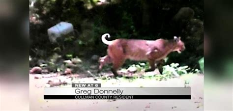 Watch Alabama Photo Might Show Cougar Monster Bobcat