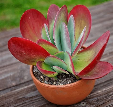 Check spelling or type a new query. How to Care and Propagate Kalanchoe Plant - Succulents.today