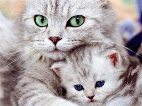 Her caring is very native and sweet.baby cats are two weeks old. Cat Kitten Wallpaper-Free Animal Wallpaper