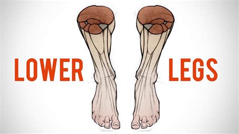 How To Draw The Lower Leg Anatomy For Artists Proko