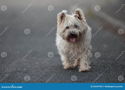 Small Cairn Terrier Dog Walking On Road Stock Photo Image Of Girl